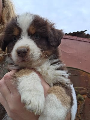 Les chiots de Berger Américain Miniature 