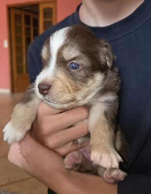 Les chiots de Berger Américain Miniature 
