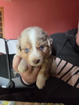 Les chiots de Berger Américain Miniature 