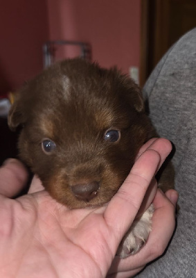 Les chiots de Berger Américain Miniature 