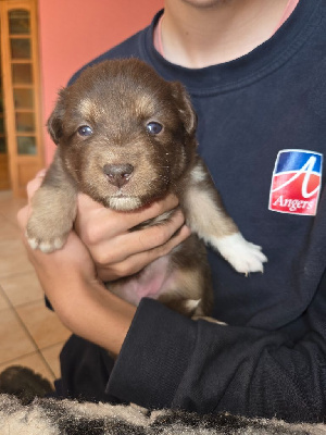 Les chiots de Berger Américain Miniature 