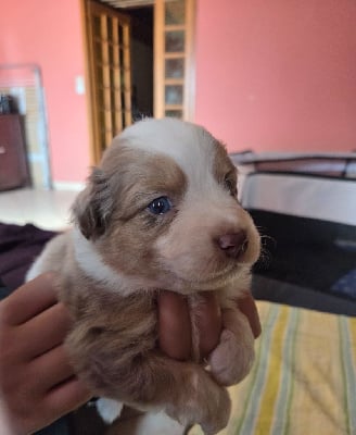 Les chiots de Berger Américain Miniature 