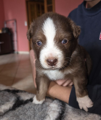 Les chiots de Berger Américain Miniature 