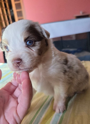 Les chiots de Berger Américain Miniature 