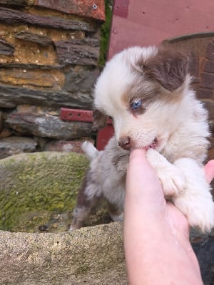 Les chiots de Berger Américain Miniature 