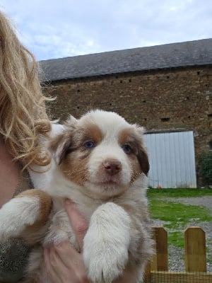 Les chiots de Berger Américain Miniature 