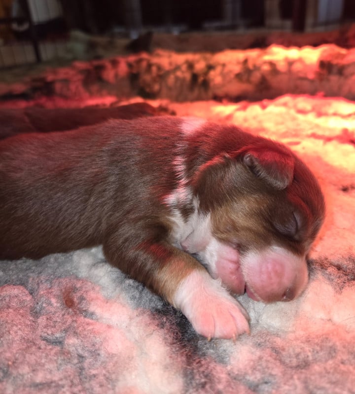 Berger Américain Miniature  - Leon De La Cité D'Or