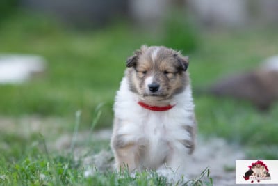 Les chiots de Colley à poil long