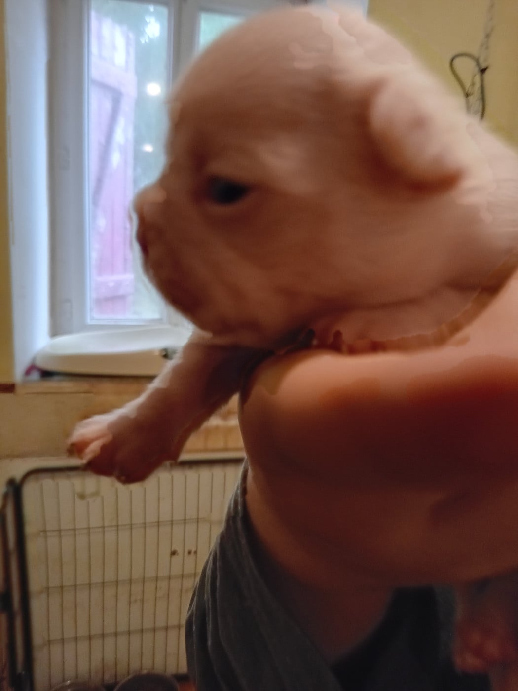 Chiot N°1 - Bouledogue français