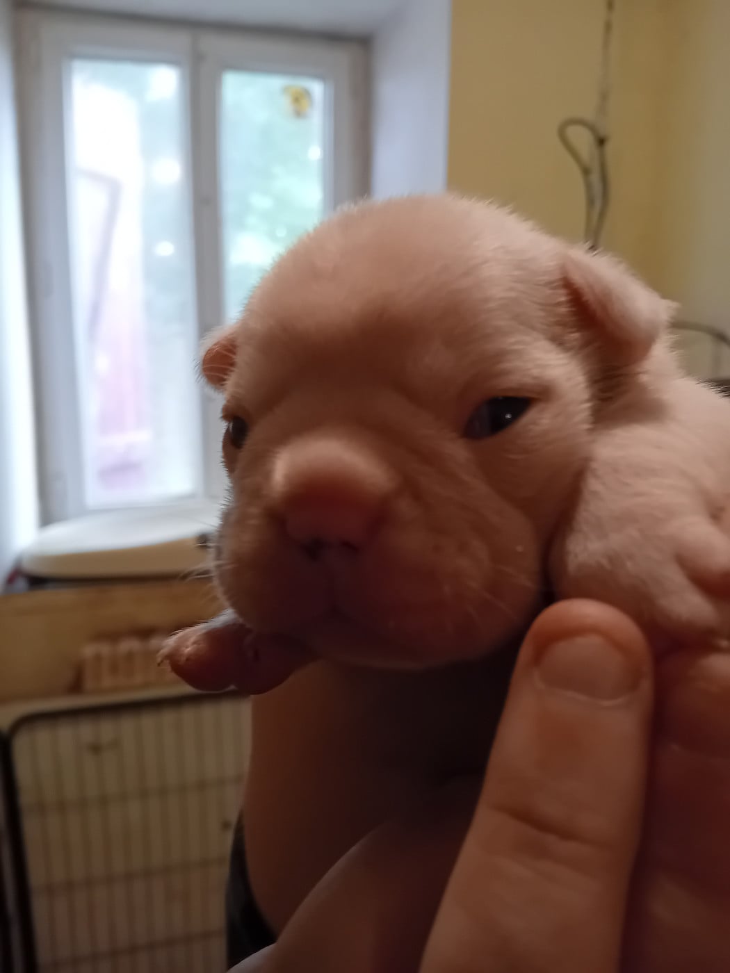 Chiot N°3 - Bouledogue français