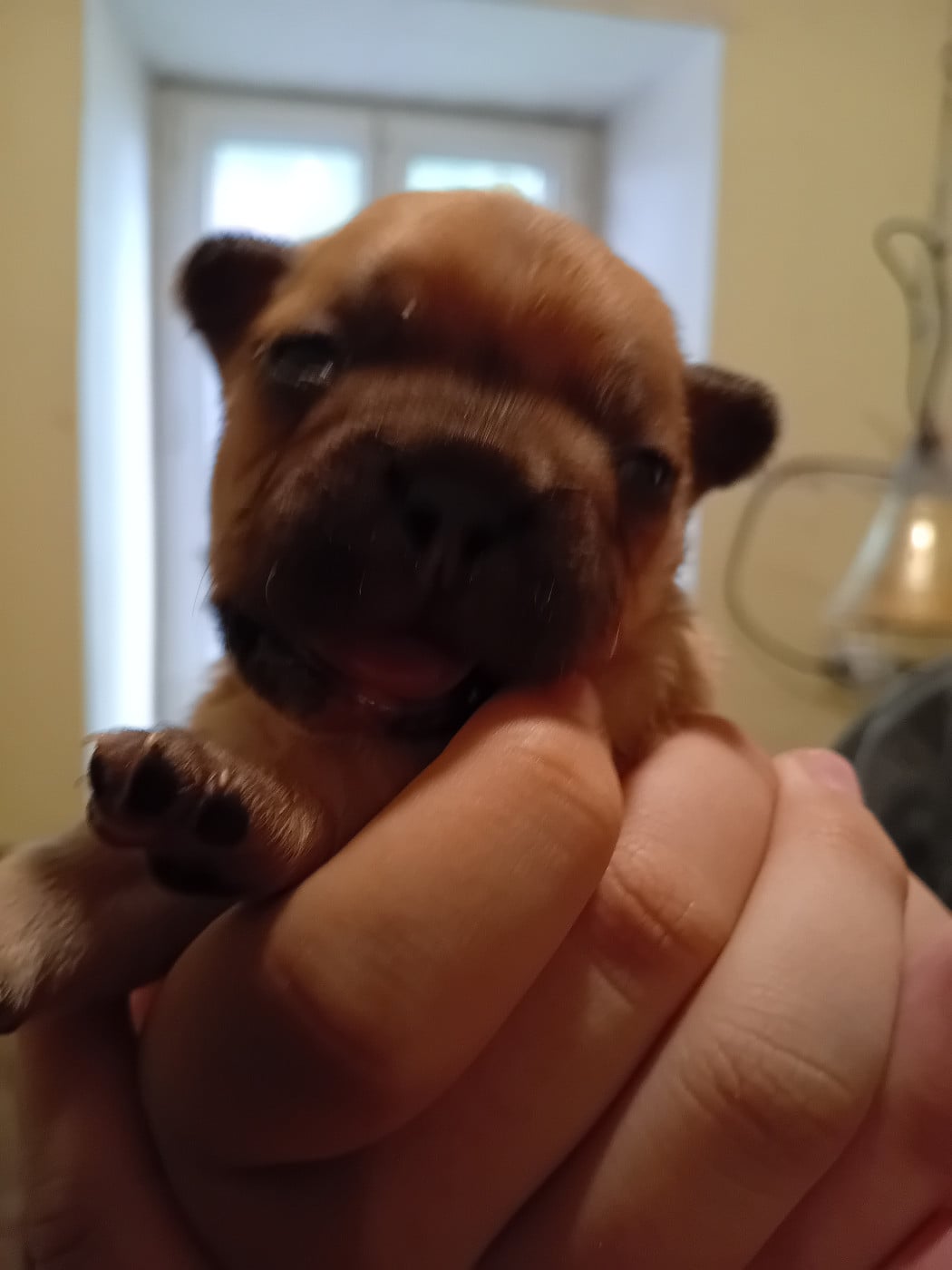 Chiot N°6 - Bouledogue français