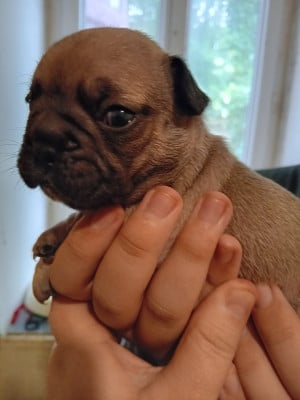 Les chiots de Bouledogue français