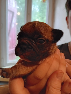 Les chiots de Bouledogue français