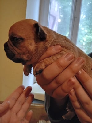 Les chiots de Bouledogue français