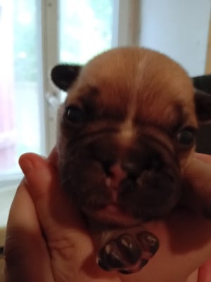 Chiot N°2 - Bouledogue français