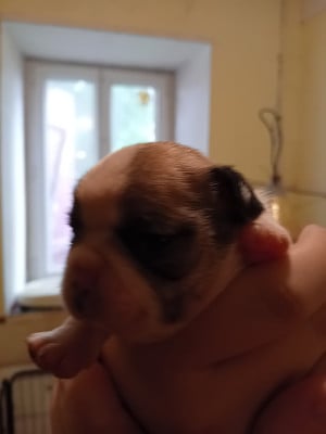 Chiot N°4 - Bouledogue français