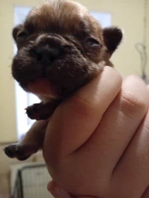 Chiot N°5 - Bouledogue français