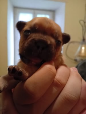 Chiot N°6 - Bouledogue français