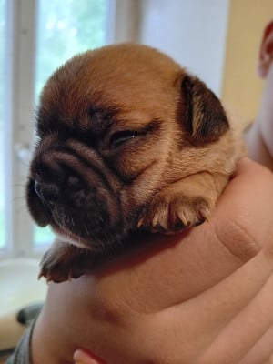Chiot N°7 - Bouledogue français