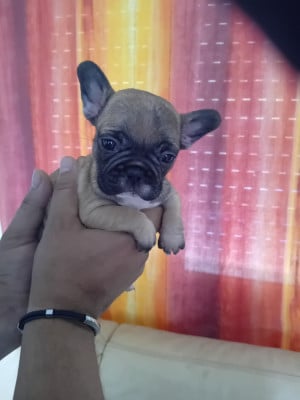 Les chiots de Bouledogue français