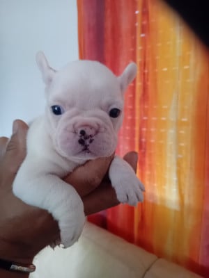 Les chiots de Bouledogue français
