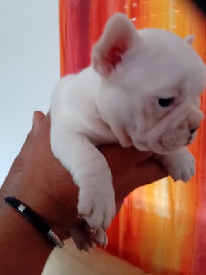 Les chiots de Bouledogue français