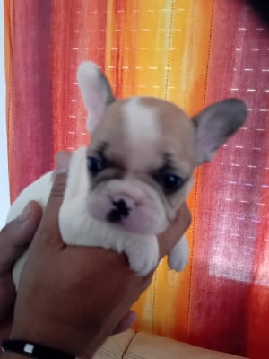 Les chiots de Bouledogue français