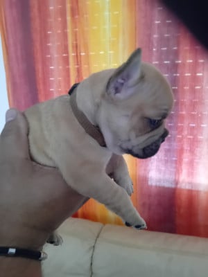 Les chiots de Bouledogue français