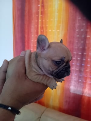 Les chiots de Bouledogue français