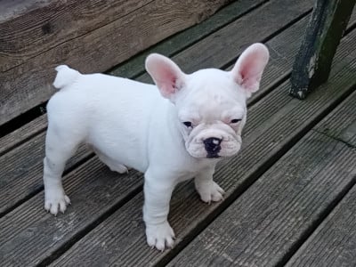 Les chiots de Bouledogue français