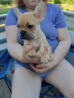 Les chiots de Bouledogue français