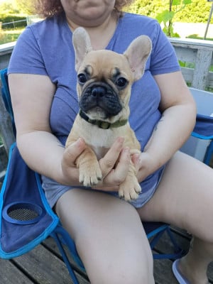 Les chiots de Bouledogue français