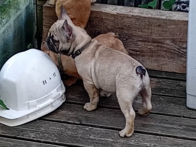 Les chiots de Bouledogue français