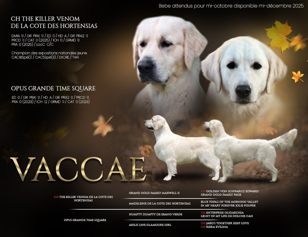 Golden Retriever - Vaccae