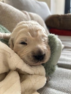 Golden Retriever - Vaccae