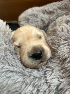 Golden Retriever - Vaccae