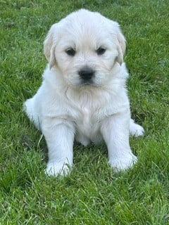 Golden Retriever - Vaccae