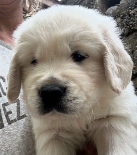 Golden Retriever - Vaccae