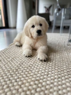 Golden Retriever - Vaccae