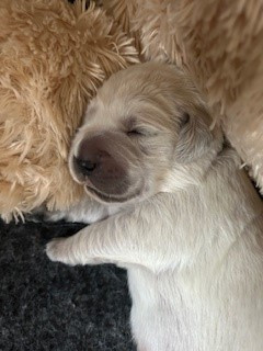 Les chiots de Golden Retriever