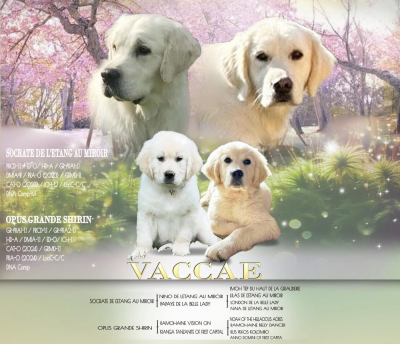 Les chiots de Golden Retriever
