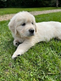Les chiots de Golden Retriever
