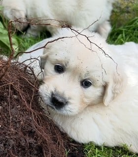 Les chiots de Golden Retriever