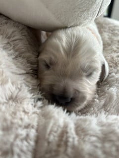 Les chiots de Golden Retriever