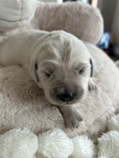 Les chiots de Golden Retriever