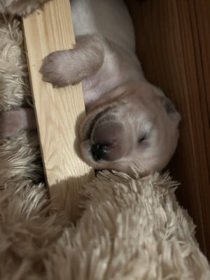 Les chiots de Golden Retriever