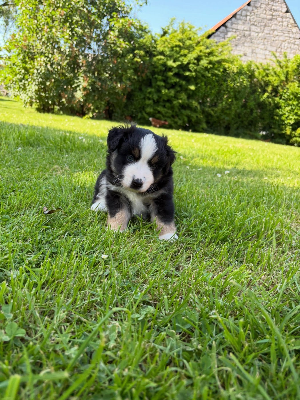 Chiot N°1