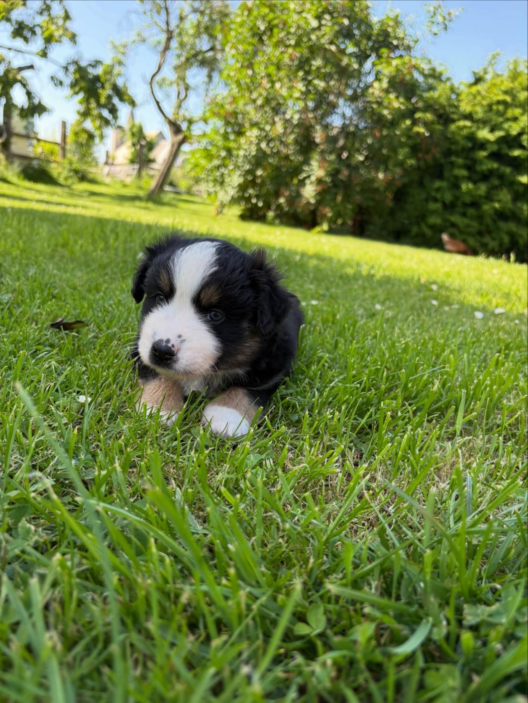Chiot N°1