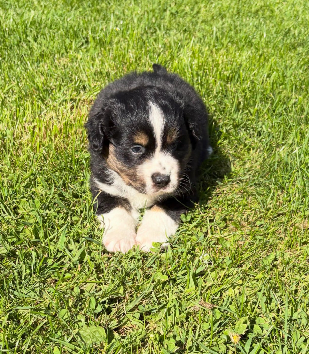 Chiot N°2