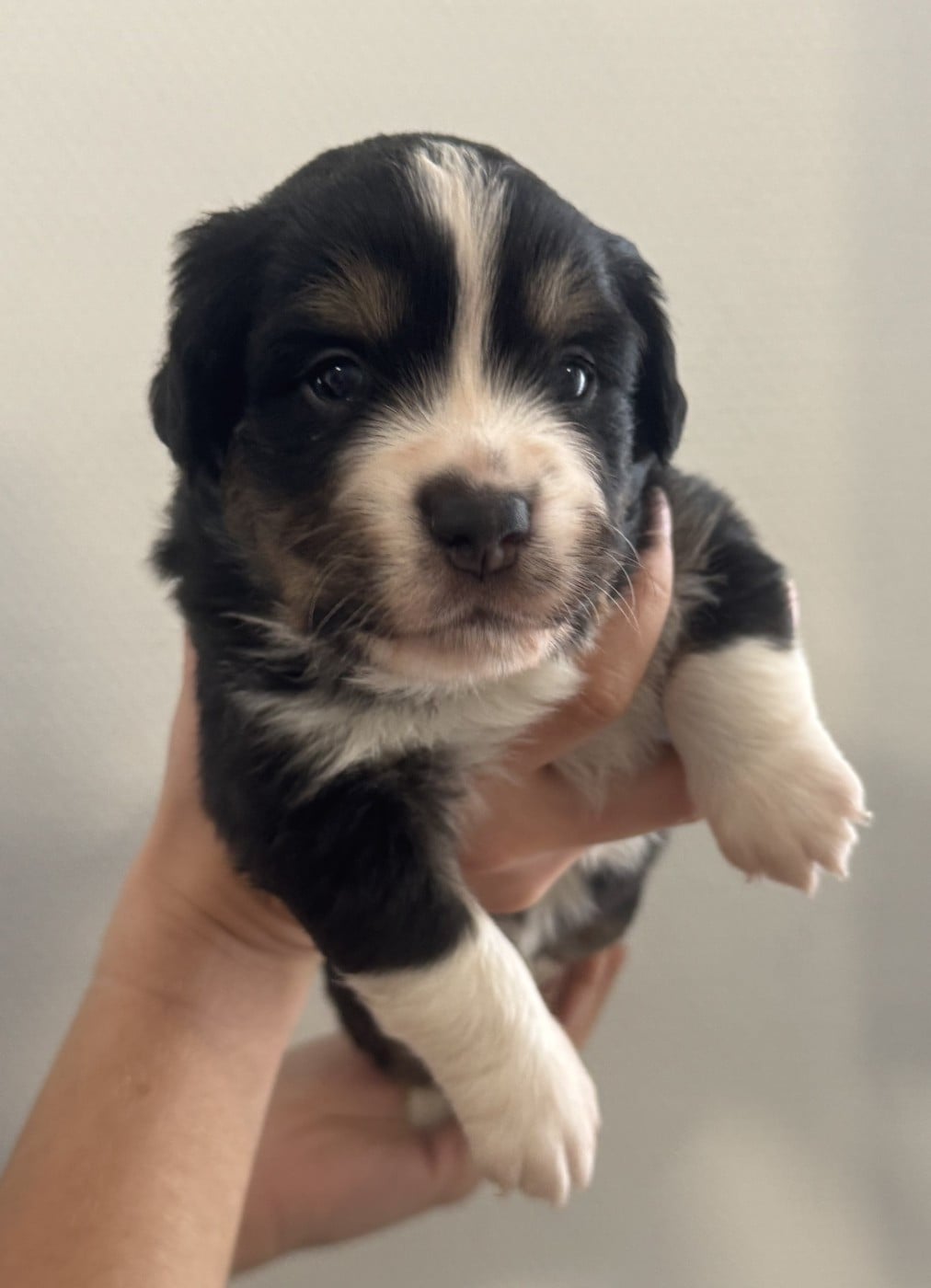 Chiot N°2
